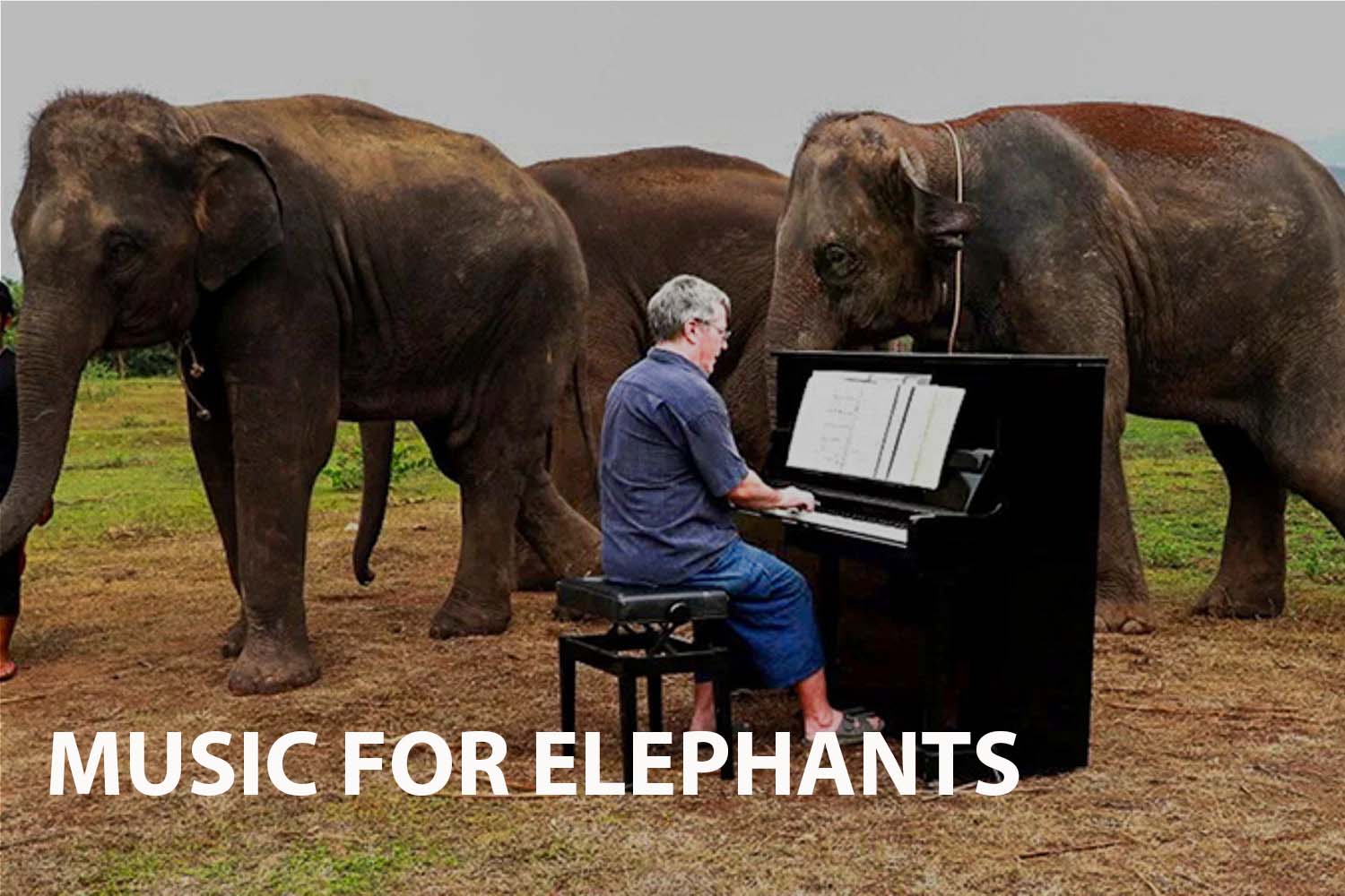 The Harmonious Connection in Music for Elephants