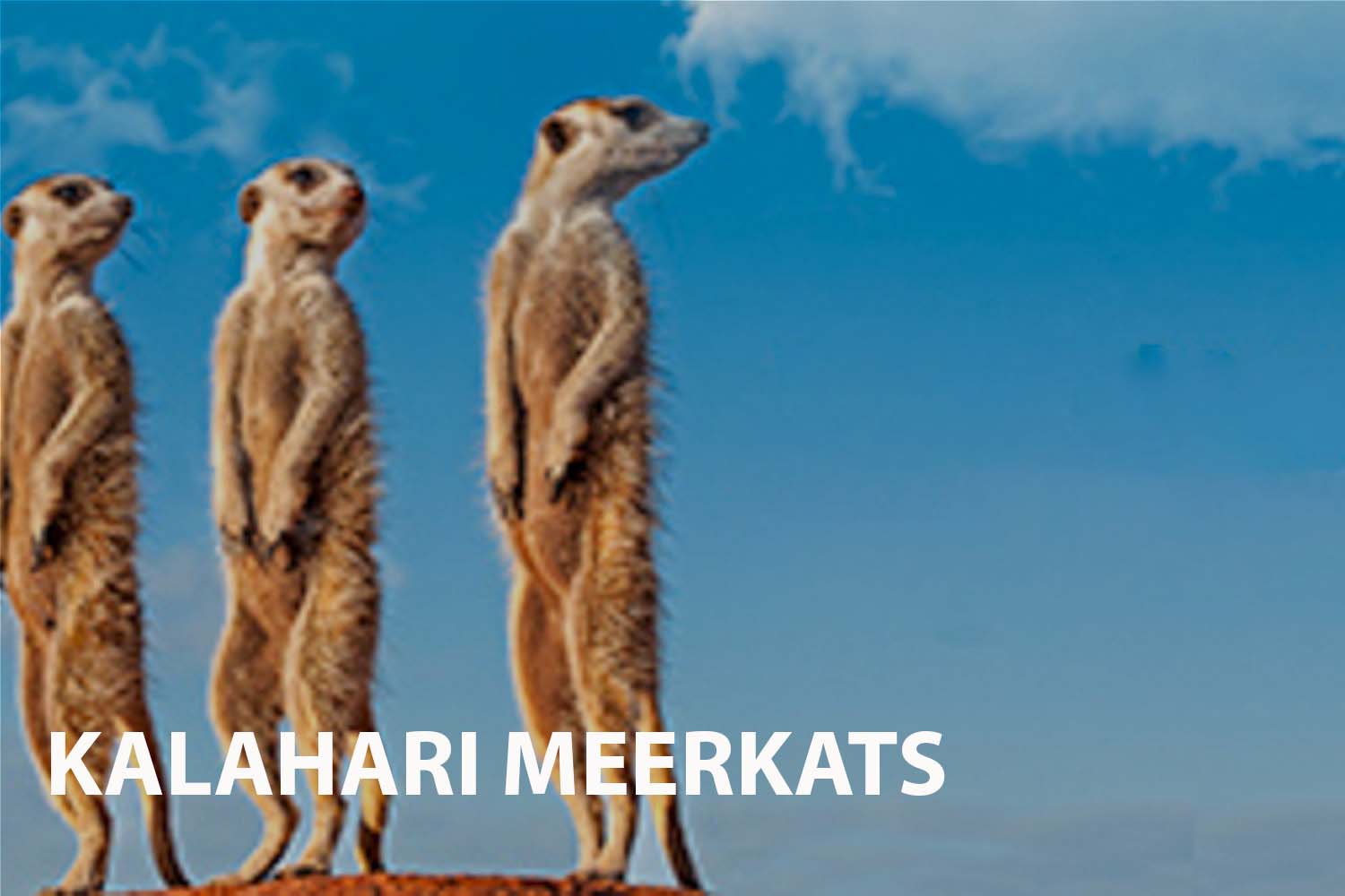 Exploring the Wild with Kalahari Meerkats