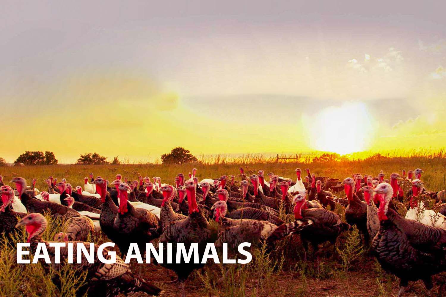 Exploring Eating Animals, narrated by Natalie Portman
