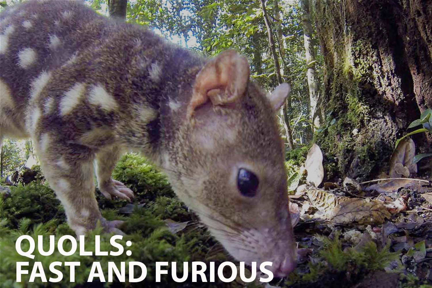 Unveiling the Hidden World of the Quolls