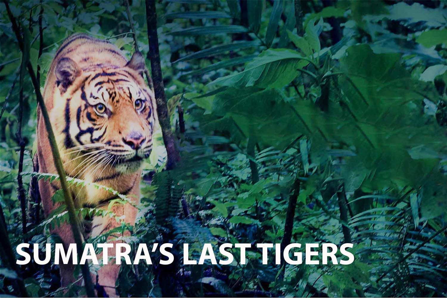 The Fight for Survival for Sumatra's Last Tigers