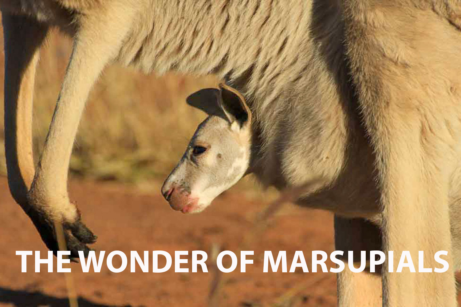Unraveling the Extraordinary Evolution of Marsupials in "The Wonder of Marsupials"